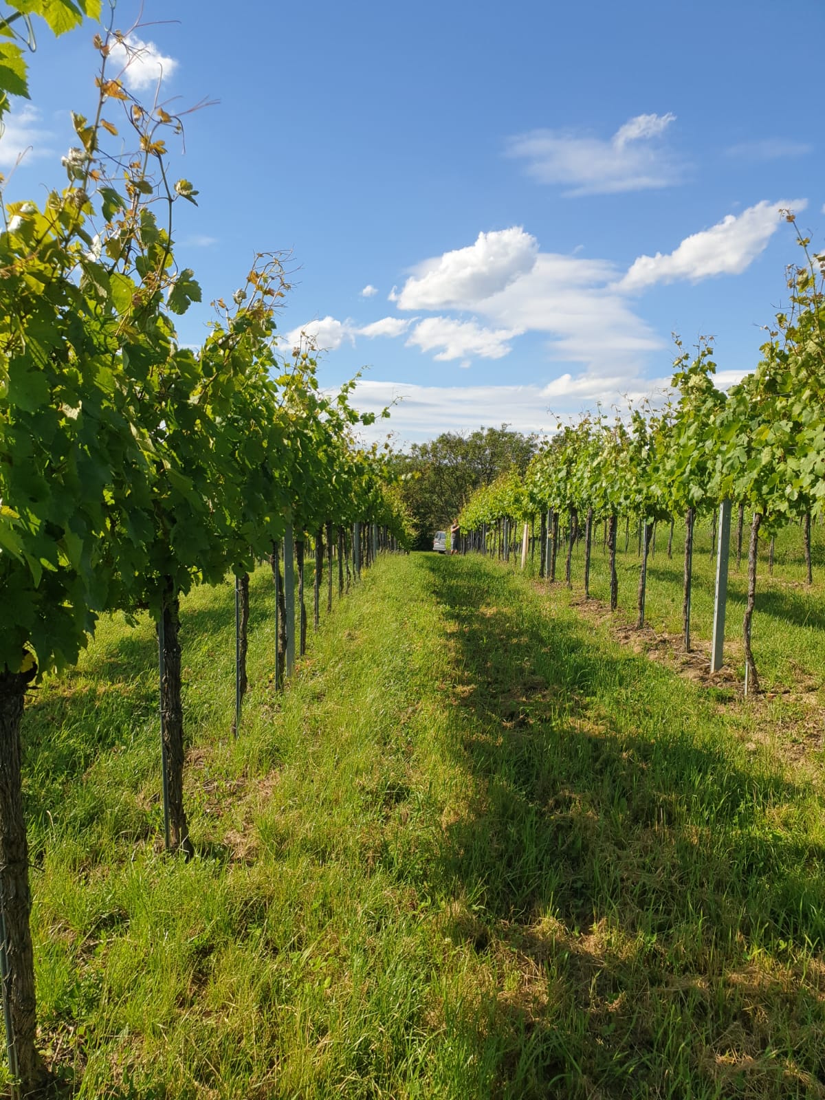 Weingarten in Niederrußbach